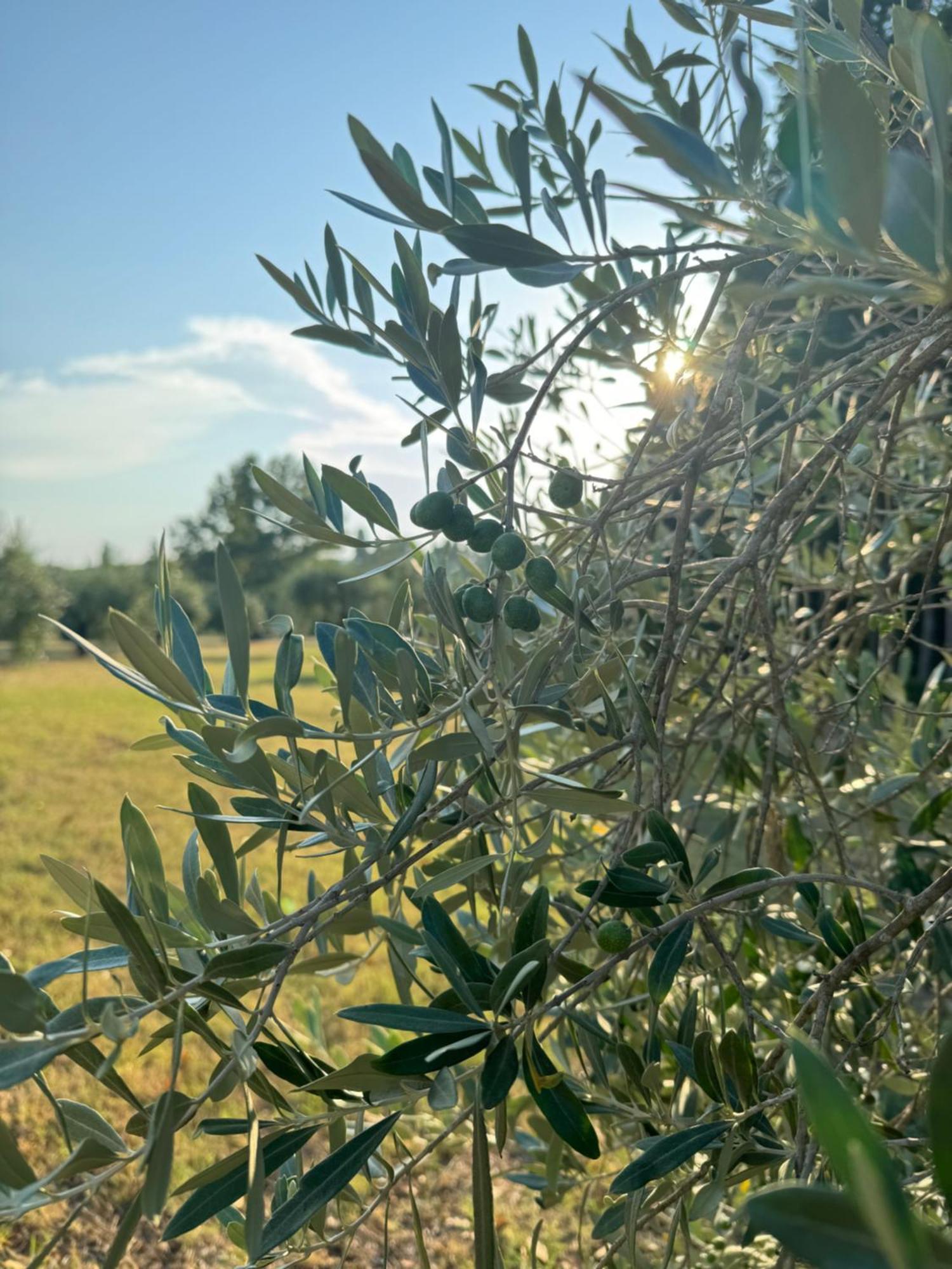 Villa Castiglione Impruneta Esterno foto